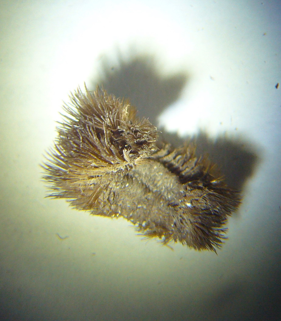 Pontogenia chrysocoma
